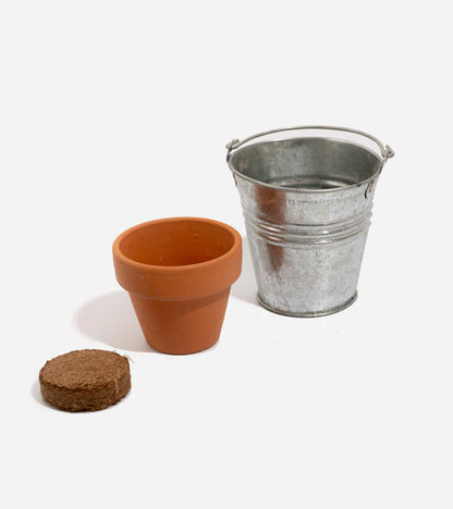 Trèfle à 4 feuilles à faire pousse