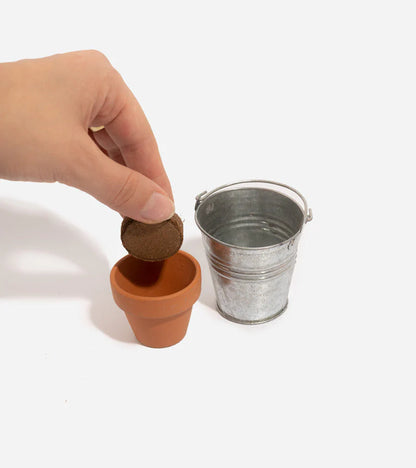 Trèfle à 4 feuilles à faire pousse