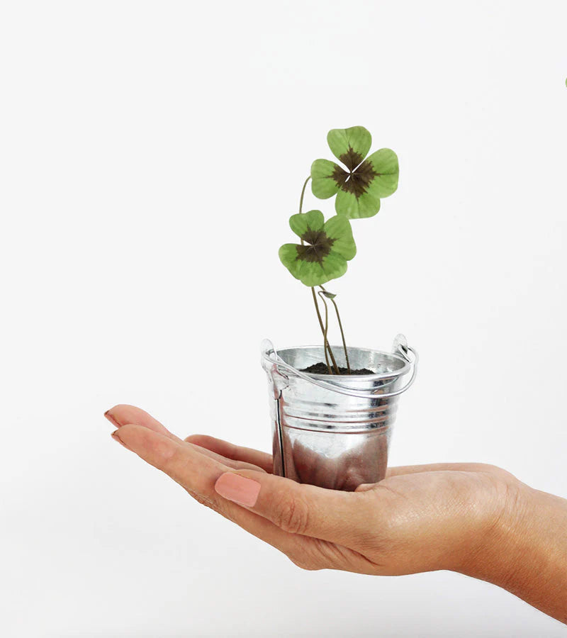 Trèfle à 4 feuilles à faire pousse